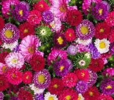 ASTER POWDER PUFF MIX SEEDS