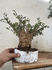 Bonsai  Olivastro Uguale Come