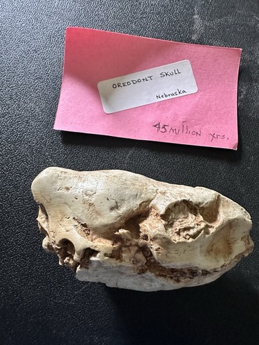 Teschio oreodont fossile di - oreodont,,