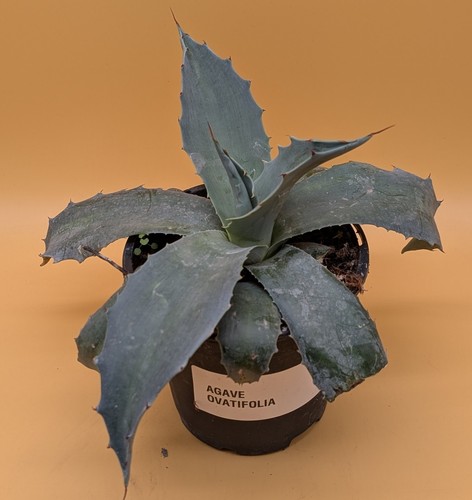 Agave ovatifolia - agave,
