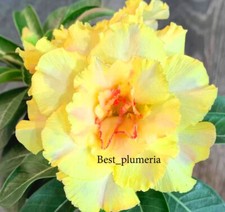 Adenium Obesum Desert Rose "