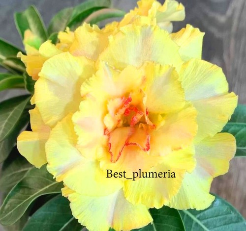 Adenium obesum desert - obesum, rose