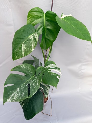 Monstera deliciosa albo - monstera,