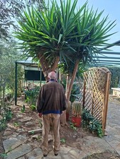 Grande albero di yucca