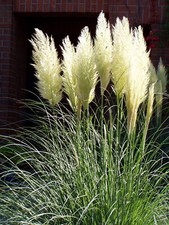 CORTADERIA SELLOANA WHITE -