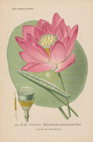 Fiore loto indiano nelumbo - fiore, di