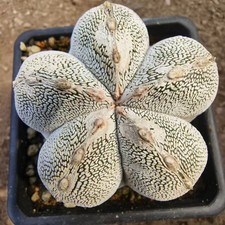 Rara pianta di cactus