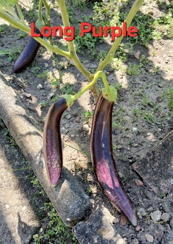 Melanzane zucchine s - melanzane,