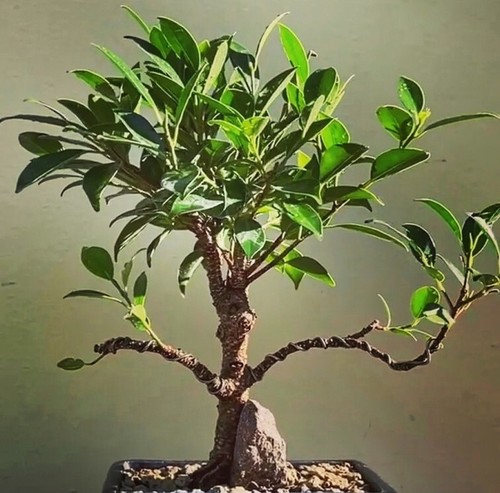 Bonsai ficus retusa - ficus,