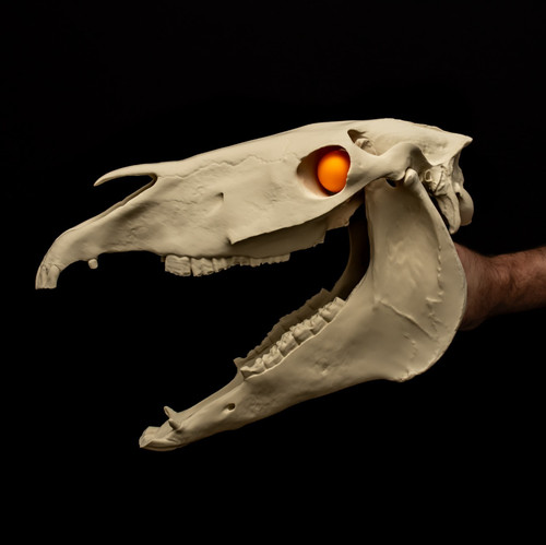 Mari lwyd skull - lwyd, welsh