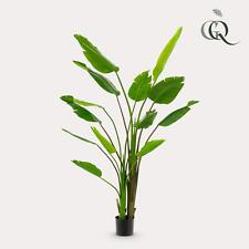 Pianta di Arte Strelitzia