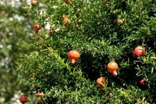 Melograno - Punica Granatum Wonderful vaso 19