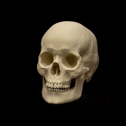 Human skull replica life - skull, |