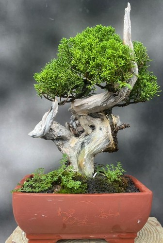 Bonsai juniperus chinensis - bonsai,
