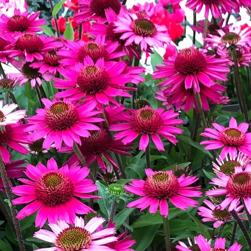 Pianta echinacea magnus - pianta,