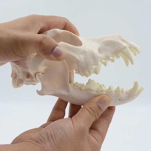 Scheletro canino realistico