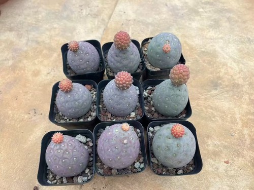 Cactus raro tephrocactus - cactus,
