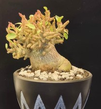 Caratteristica boutique