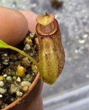 Nepenthes Aristolochioides X