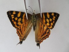 L6155. Unmounted insects