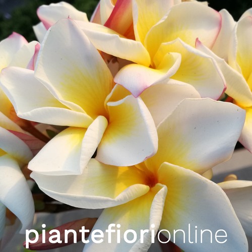 Plumeria cindi moragne cutting - plumeria,