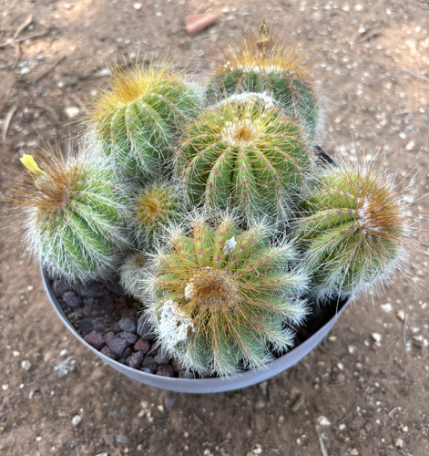 Notocactus magnificus pianta - magnificus,
