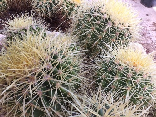 Cactus grusoni - cactus,