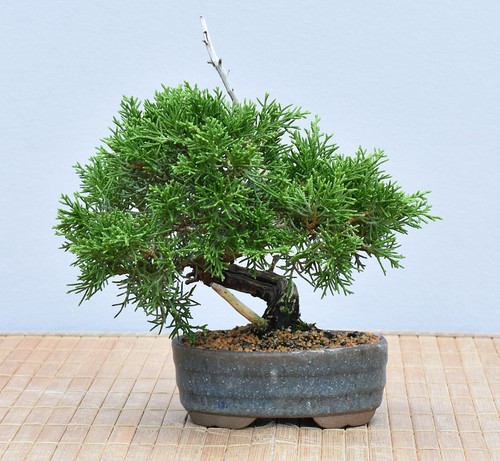Bonsai esterno chin - bonsai, da