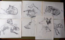 Giulio Ruffini - 7 disegni cani, carboncini cm 28 x 22