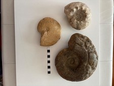 Lotto 3 Ammoniti fossili