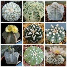 Semi astrophytum mix - 10,