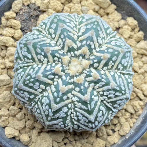 1pcs astrophytum asterias - astrophytum,