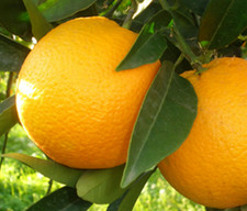 Box 9 Kg Arance VANIGLIA di Sicilia Calibro Medio Bio Fresche Agrumi di Stagione