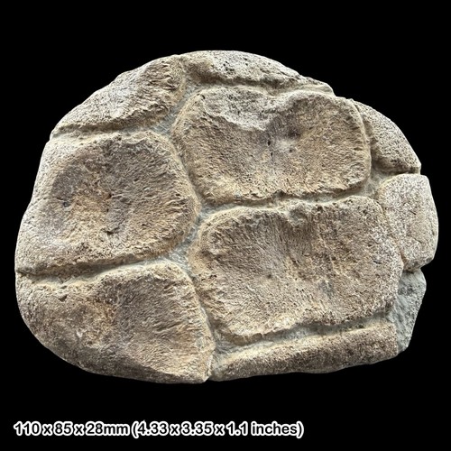 Rare ichthyosaur paddle fossil - ichthyosaur,