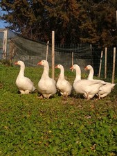 Uova oca per uso alimentare o