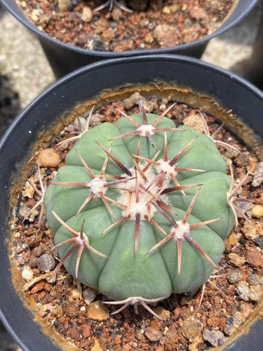 Rara pianta cactus - rara,