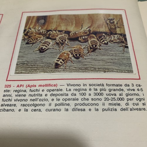 Figurina 325 animali ed - n.,