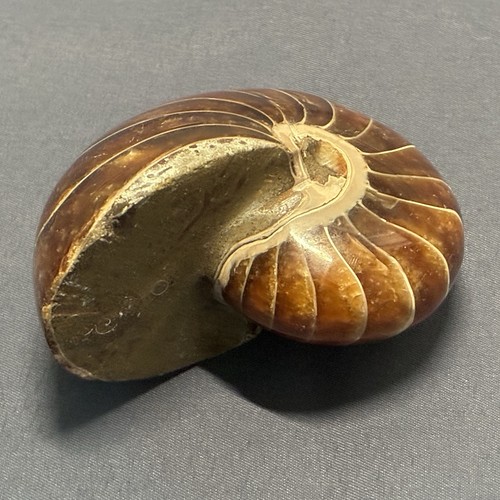 Guscio fossile nautilus - guscio, lucido