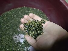 400 Semi di asparago selvatico Di Sardegna Asparagus Acutifolius+2 piantine