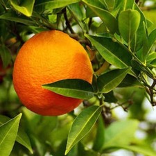 Citrus volkameriana limone - volkameriana,