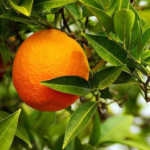 Citrus volkameriana limone - citrus,