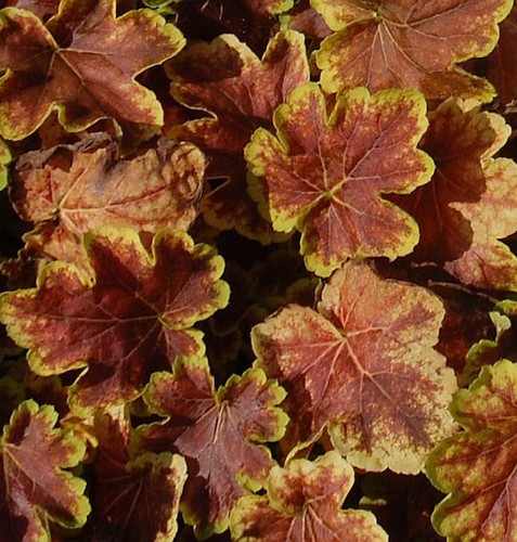 Tappeto viola campanelle solar - tappeto,