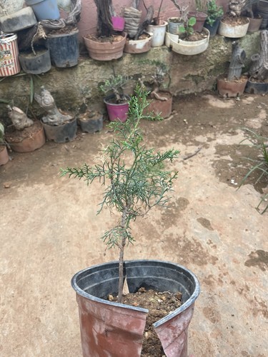 Bonsai ginepro juniperus - bonsai,