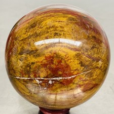 Natural petrified wood - natural,
