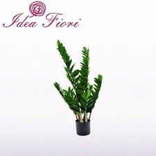 Pianta di Zamioculcas Enzo De