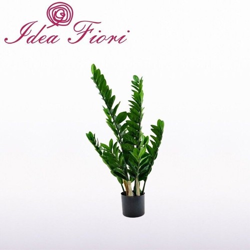 Pianta zamioculcas enzo - pianta, di