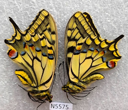 Papilio machaon centralis