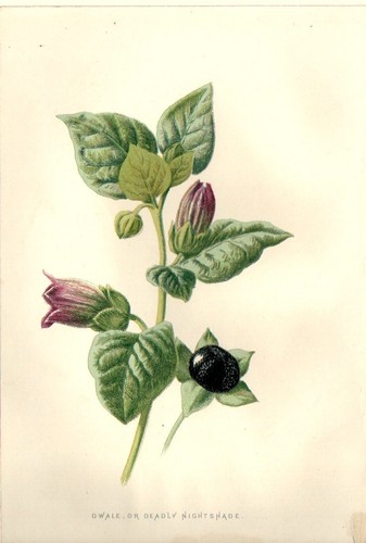 1890 belladonna antica - 1890,