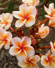 10 semi mix di PLUMERIA