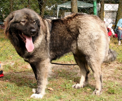 Cane pastore caucasico - da,